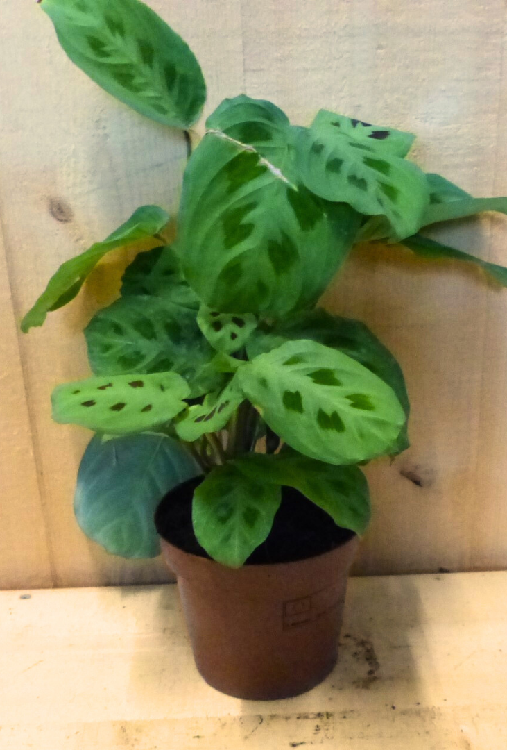 Maranta Leuconeura Kerchoveana Tiengebodenplant kamerplant Warentuin Natuurlijk - Warentuin natuurlijk