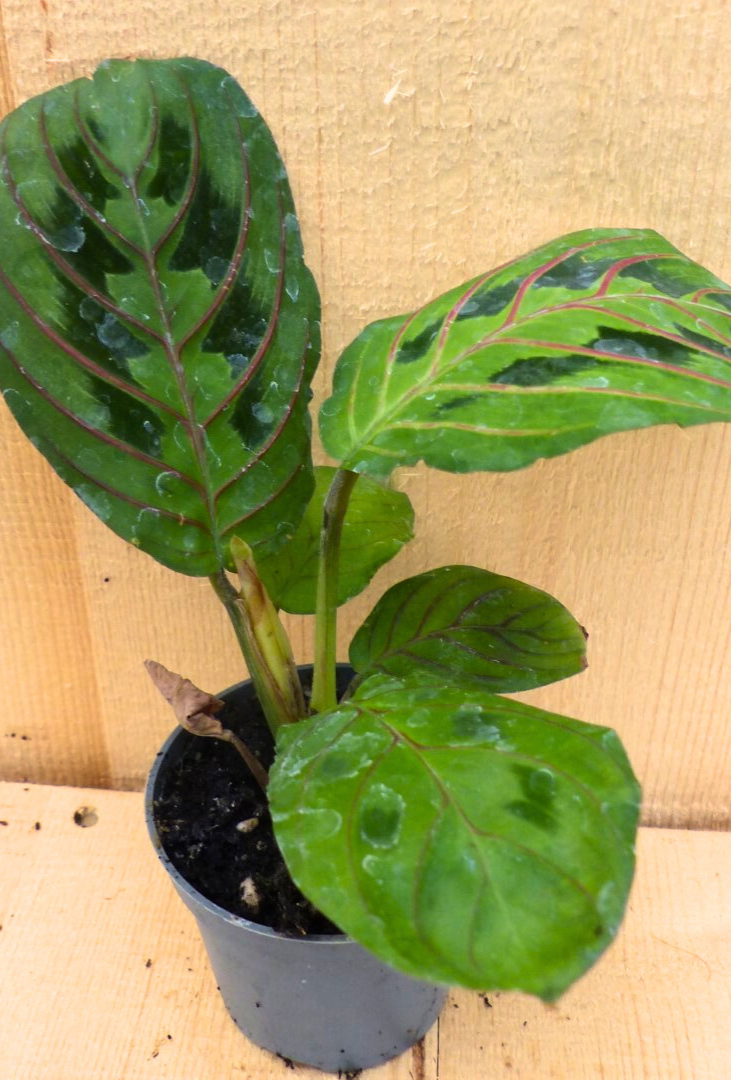 Maranta Leuconeura Tiengebodenplant groen/lichtgroen kamerplant Warentuin Natuurlijk - Warentuin natuurlijk