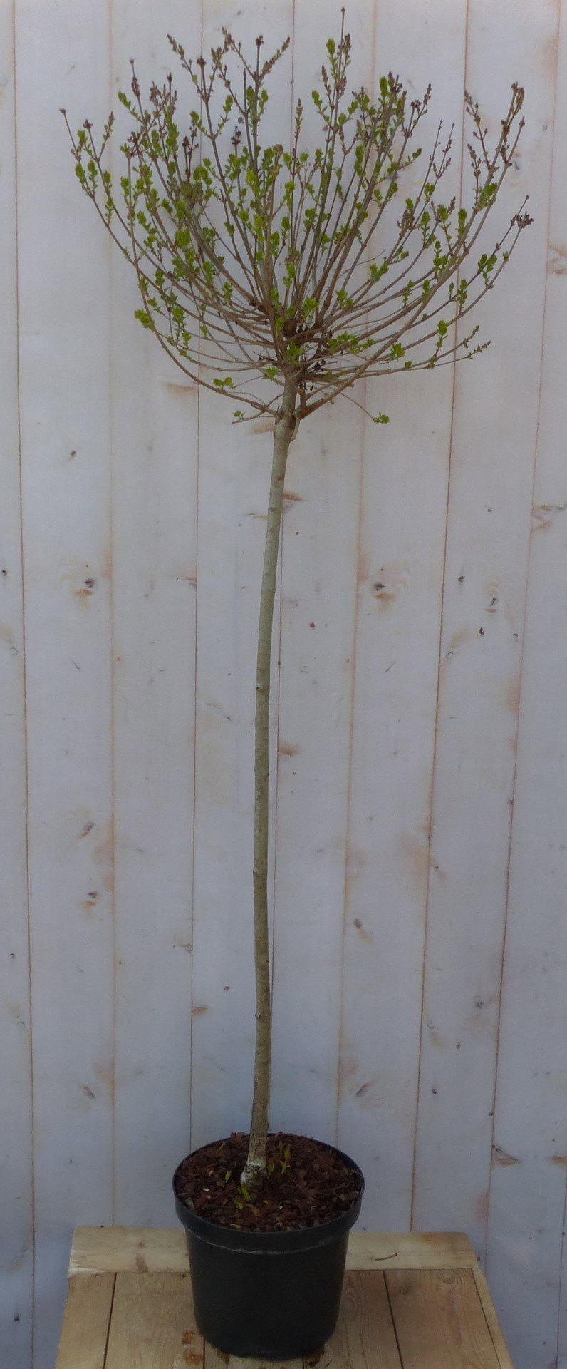 https://cdn.warentuin.nl/media/catalog/product/M/i/Mini_sering_syringa_meyeri_roze_bloemen_op_stam_Warentuin_Natuurlijk_c393.jpg
