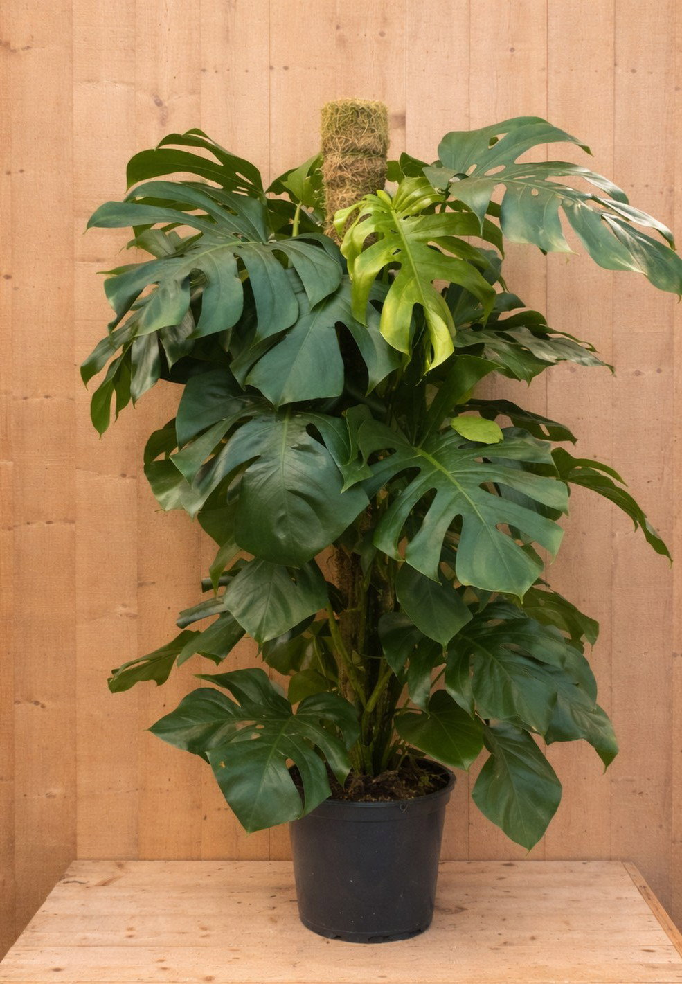https://cdn.warentuin.nl/media/catalog/product/M/o/Monstera_LEVE8149900037748_8e1b.jpg