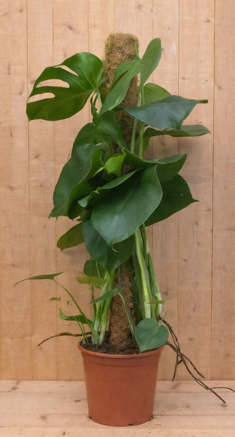 https://cdn.warentuin.nl/media/catalog/product/M/o/Monstera_LEVE8149900042304_ac3e.jpg