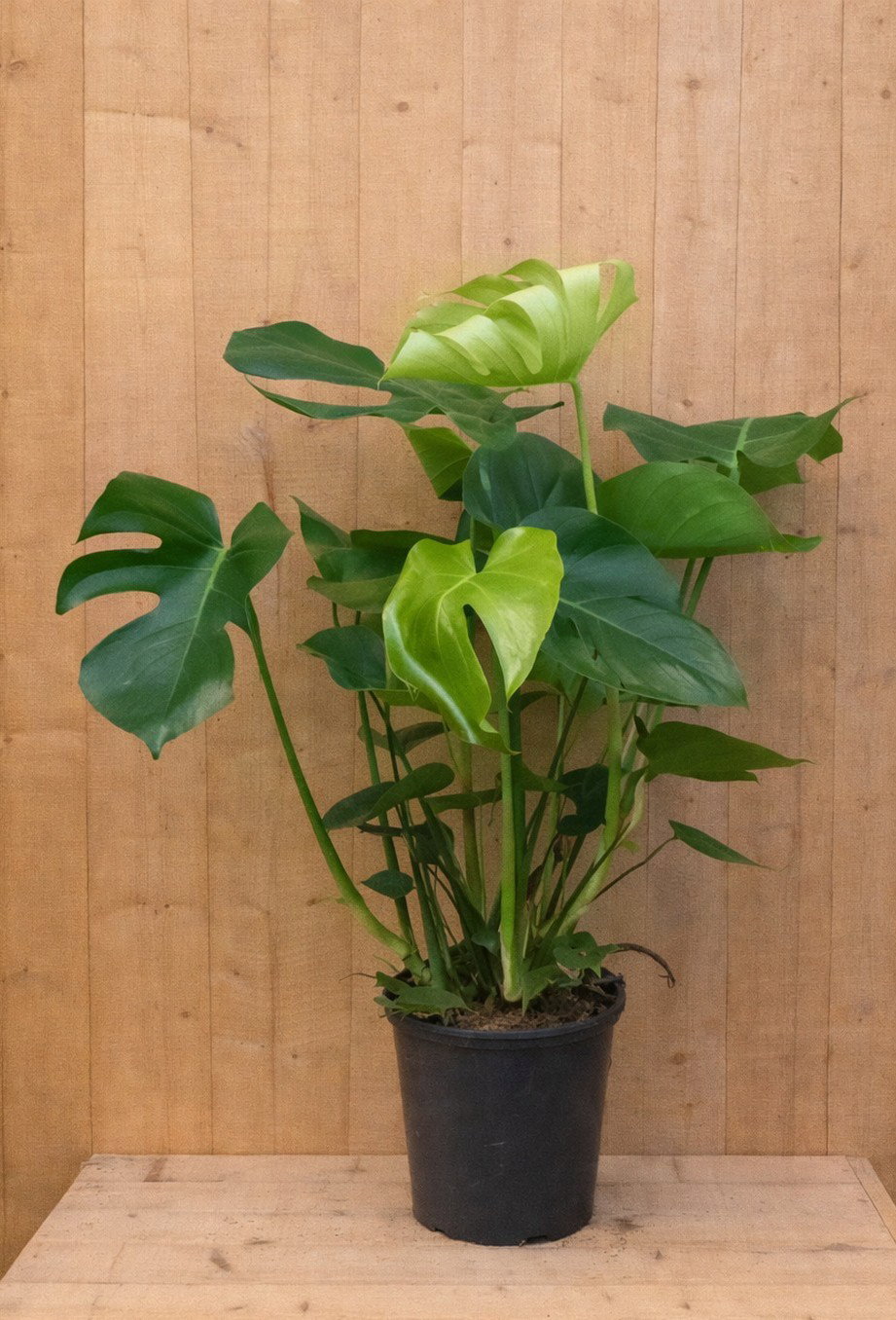 https://cdn.warentuin.nl/media/catalog/product/M/o/Monstera_LEVE8149900043655_3edf.jpg