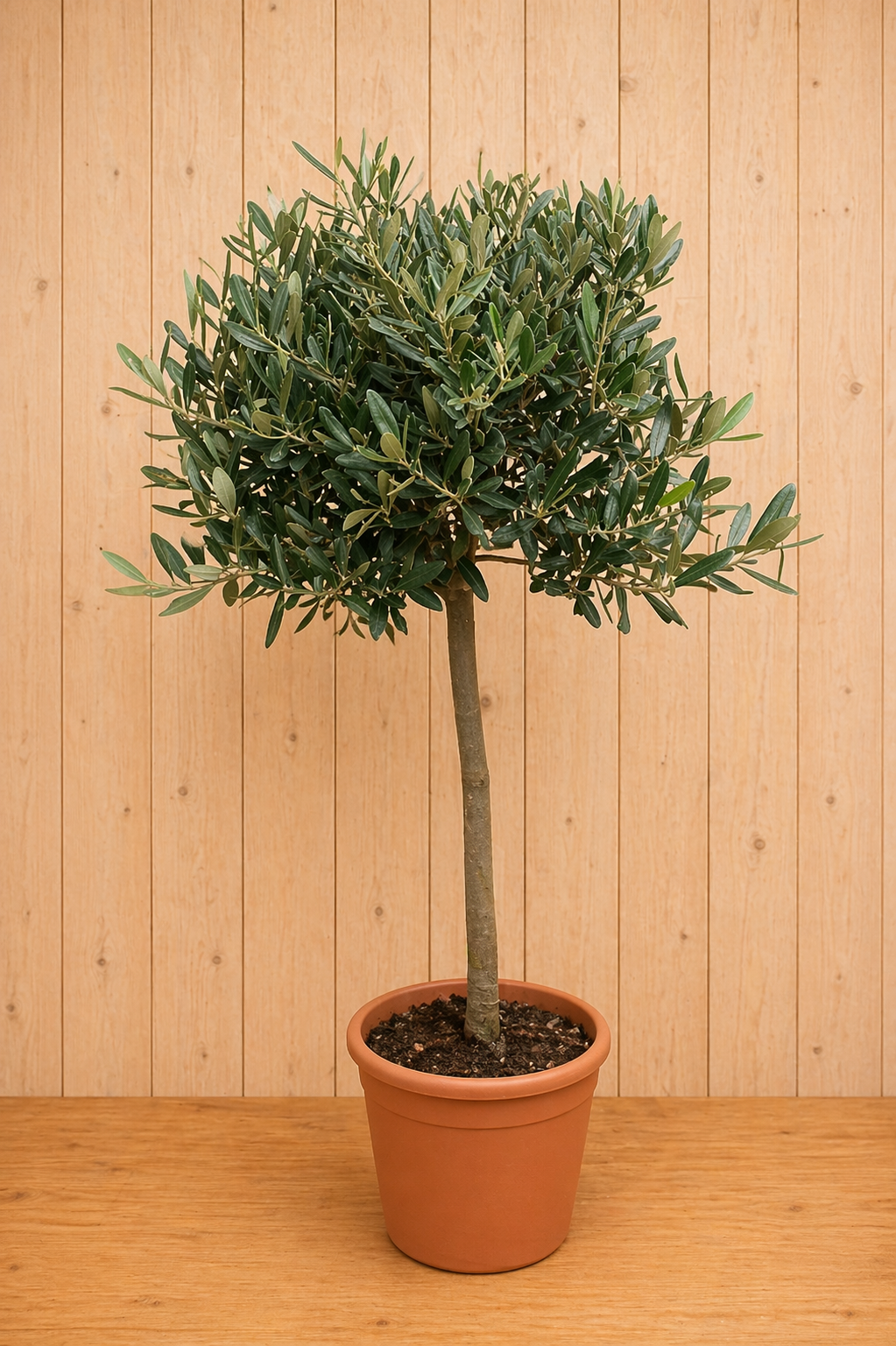Olijfboom Olea 100 cm Warentuin Natuurlijk - Warentuin natuurlijk