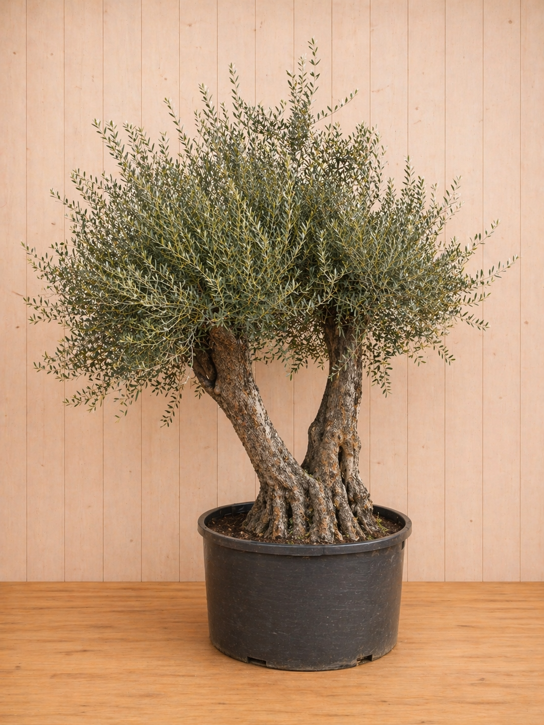 https://cdn.warentuin.nl/media/catalog/product/O/l/Olijfboom_Olea_3_stammen__stamhoogte_100_cm_b0cb.png