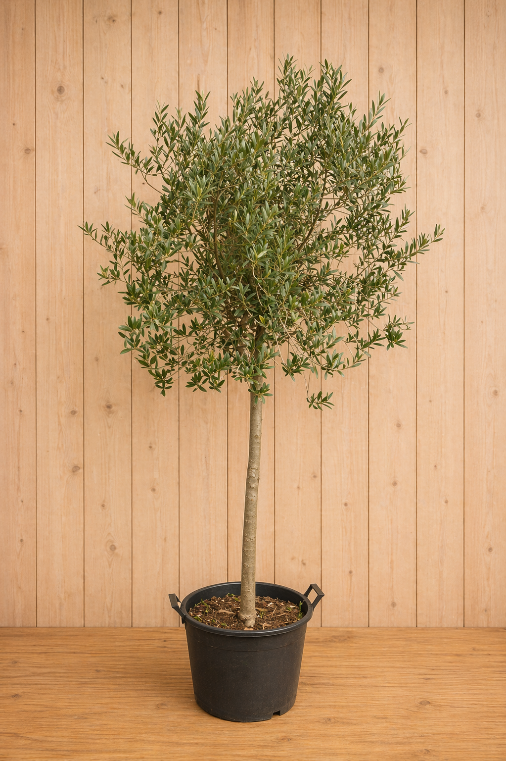 Olijfboom Olea stamhoogte 70 cm en boomhoogte 230 cm Warentuin Natuurlijk - Warentuin natuurlijk