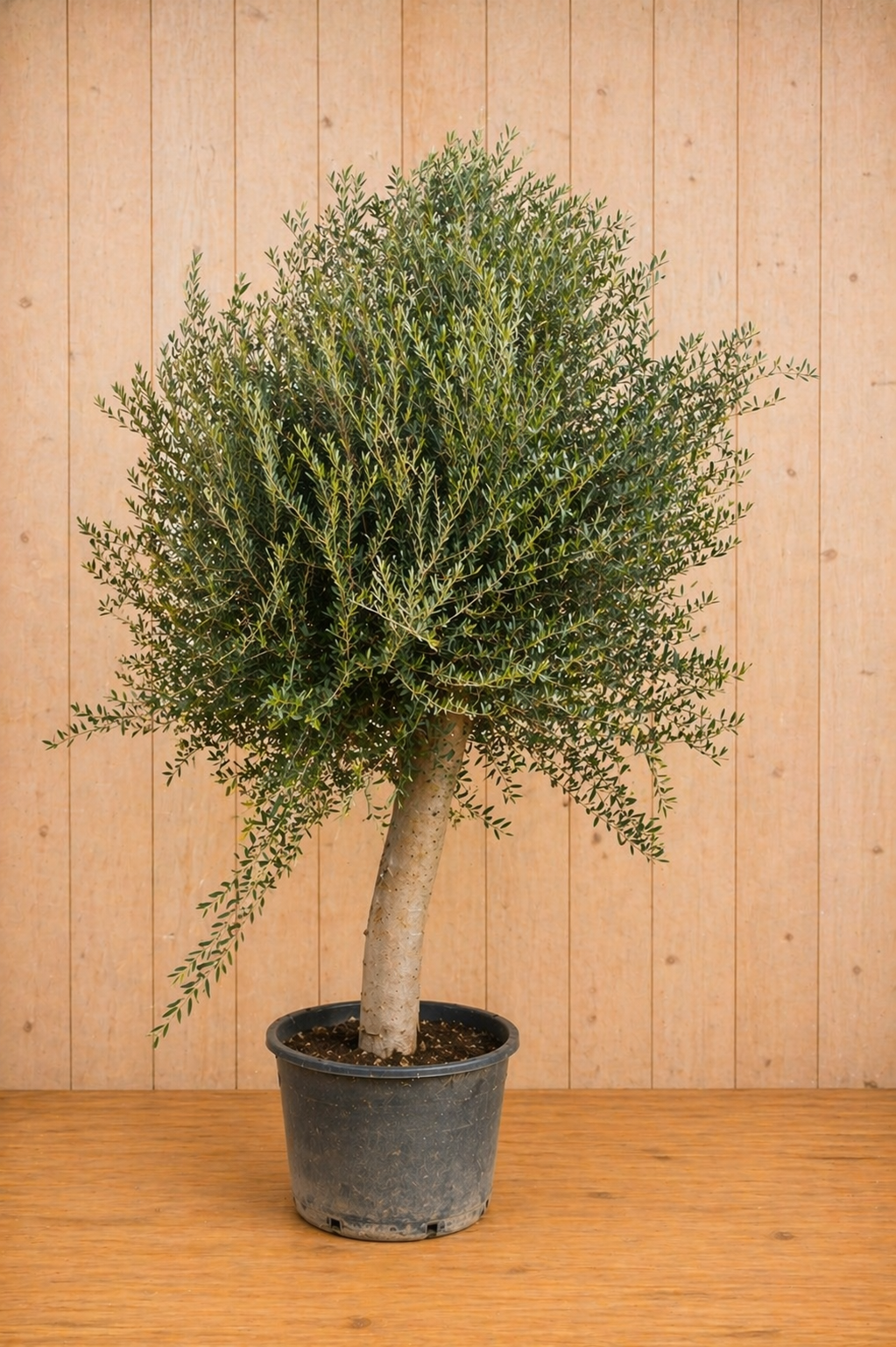 Olijfboom Olea stamhoogte 85 cm en boomhoogte 260 cm XXL Warentuin Natuurlijk - Warentuin natuurlijk