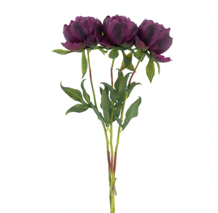 https://cdn.warentuin.nl/media/catalog/product/P/a/Paeony_Marlie_bundle_a_3_pcs_aubergine_63_cm_aa02.png