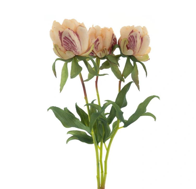 https://cdn.warentuin.nl/media/catalog/product/P/a/Paeony_Marlie_bundle_a_3_pcs_peach_48_cm_dc25.png