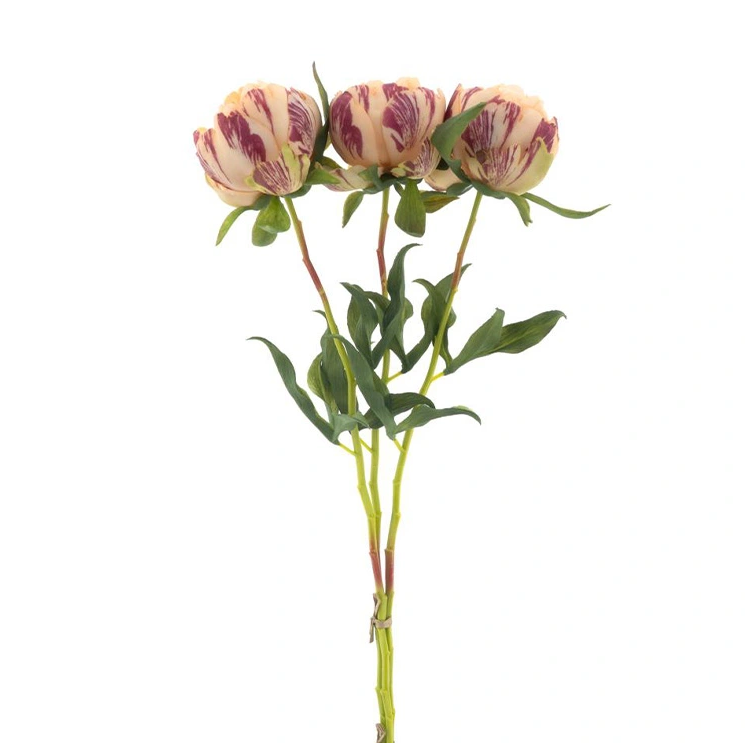 https://cdn.warentuin.nl/media/catalog/product/P/a/Paeony_Marlie_bundle_a_3_pcs_peach_63_cm_aa73.png