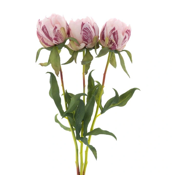https://cdn.warentuin.nl/media/catalog/product/P/a/Paeony_Marlie_bundle_a_3_pcs_pink_48_cm_7678.png