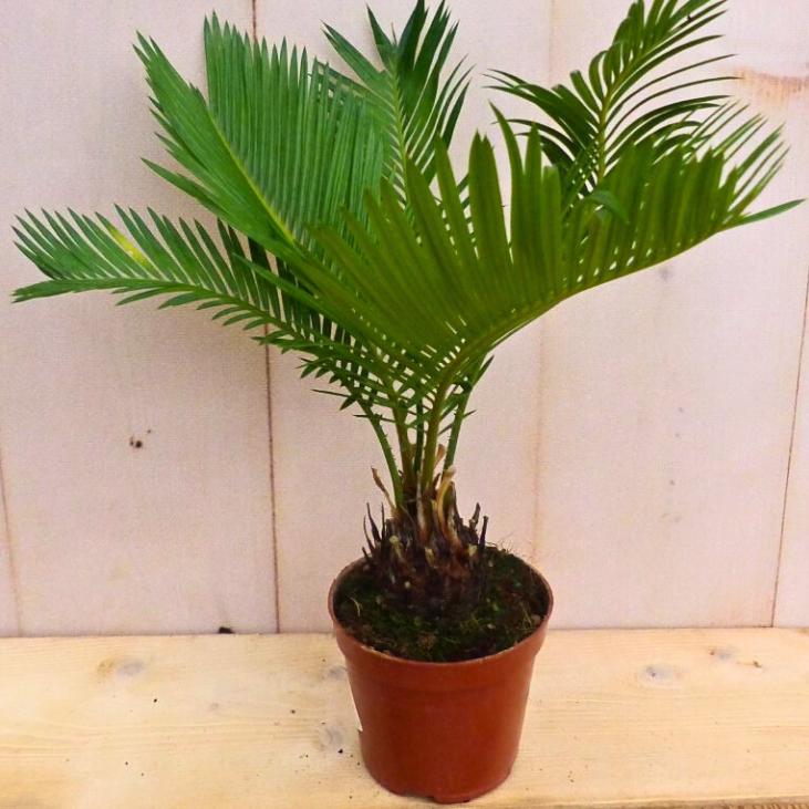 Cycas Palmvaren kamerplant Warentuin Natuurlijk - Warentuin natuurlijk