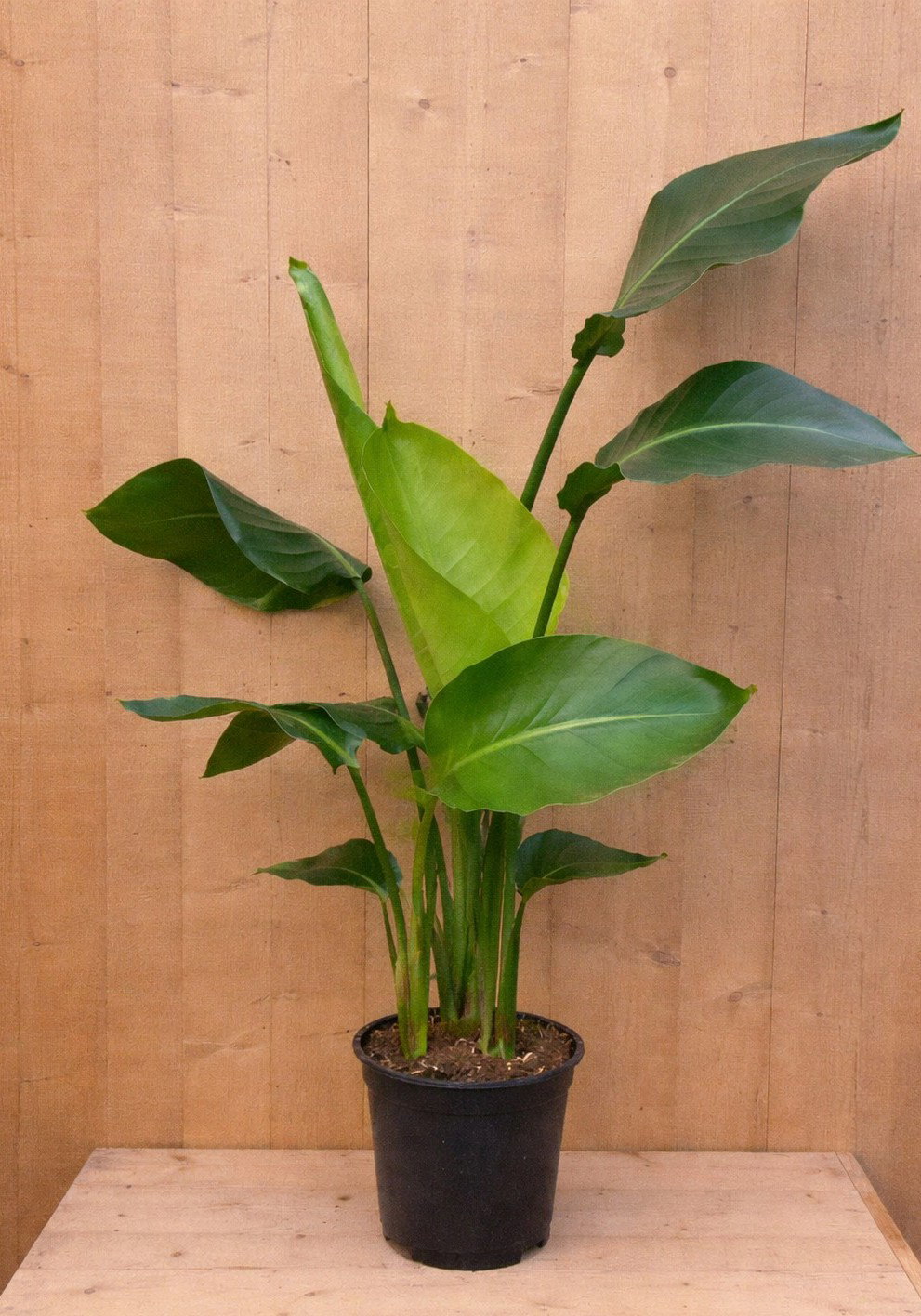 https://cdn.warentuin.nl/media/catalog/product/P/a/Paradijs_LEVE8149900042193_5912.jpg