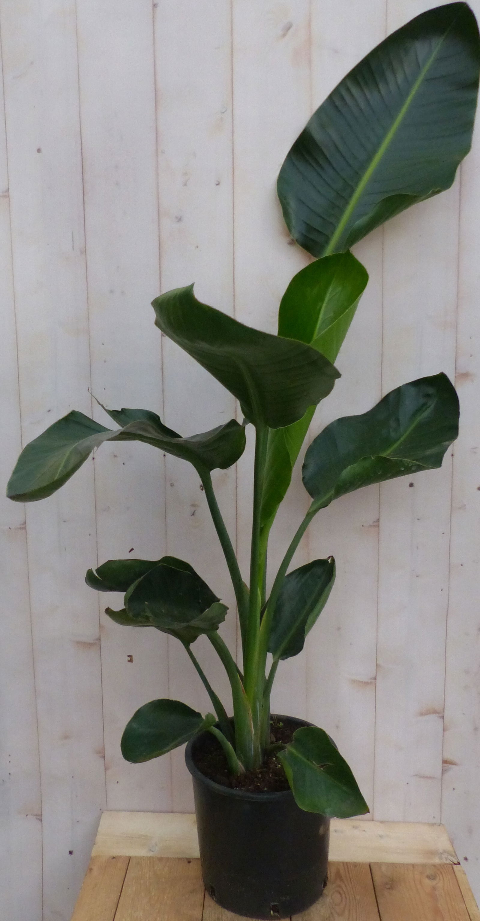 https://cdn.warentuin.nl/media/catalog/product/P/a/Paradijsvogelbloem_70_cm_Warentuin_Natuurlijk_bf2b.JPG