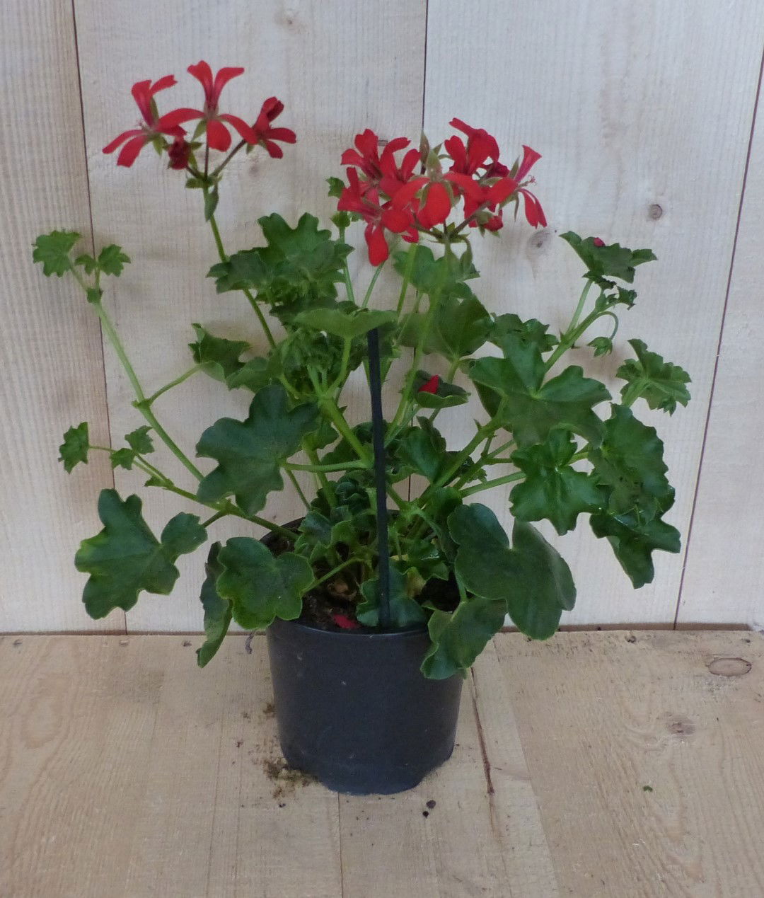 https://cdn.warentuin.nl/media/catalog/product/P/e/Perkplant_Oostenrijkse_geranium_hangplant_rood_Warentuin_Natuurlijk__3__83b8.JPG