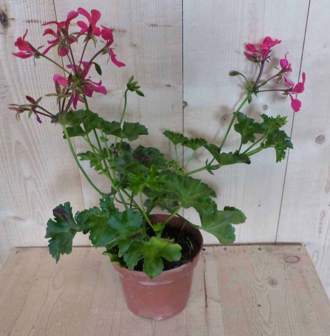 https://cdn.warentuin.nl/media/catalog/product/P/e/Perkplant_Oostenrijkse_geranium_hangplant_roze_Warentuin_Natuurlijk__1__37ac.JPG
