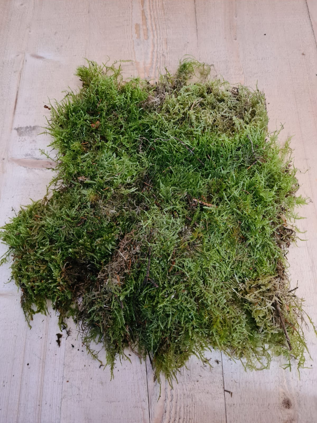 https://cdn.warentuin.nl/media/catalog/product/P/l/Platmos_vers_in_bakje_Warentuin_Natuurlij__1__c028.jpeg