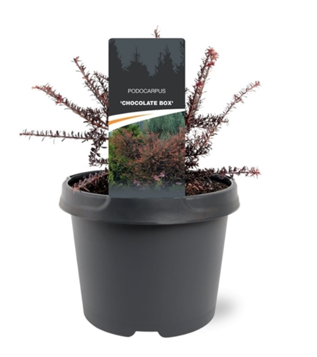 Warentuin natuurlijk Podocarpus x Chocolate Box 20-25 cm Conifeer - 