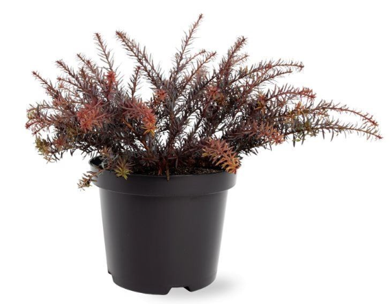 Warentuin natuurlijk Podocarpus x County Park Fire 20-25 cm Conifeer - 