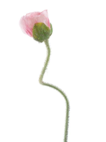 https://cdn.warentuin.nl/media/catalog/product/P/o/Poppy_spray_Ilse_pink_c407.png