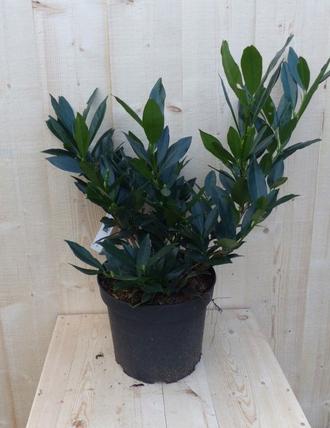 https://cdn.warentuin.nl/media/catalog/product/P/r/Prunus_Otto_40_cm_Lyken_Warentuin_Natuurlijk_1_e2de.JPG