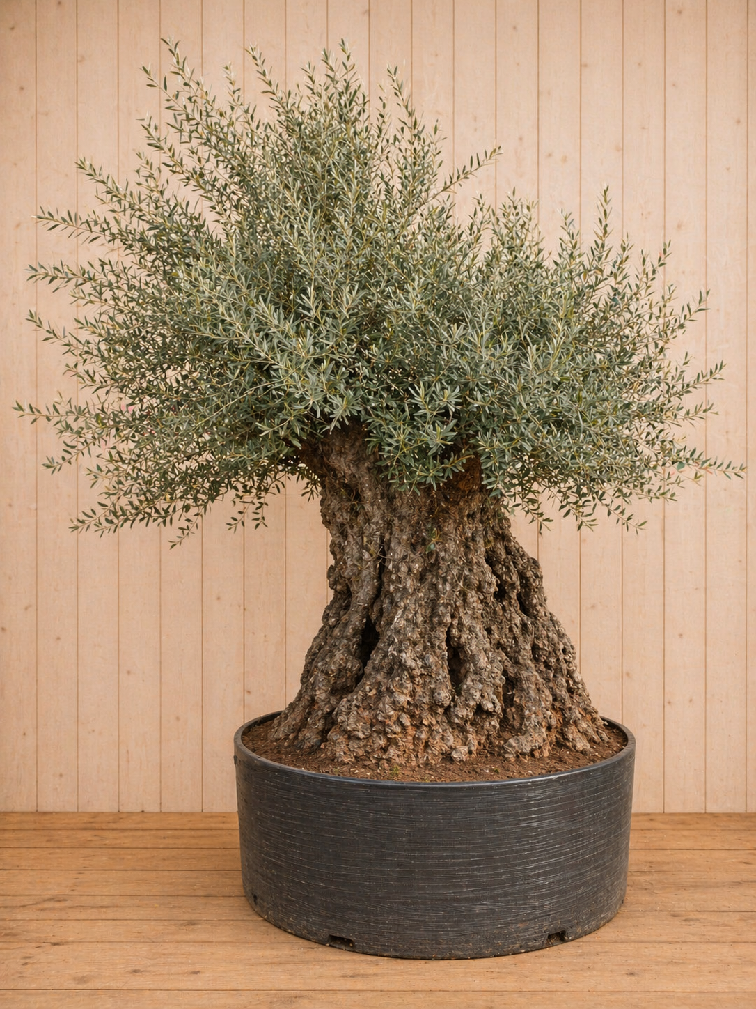 https://cdn.warentuin.nl/media/catalog/product/R/e/Reuze_giga_mega_XXXL_Olijfboom_Olea_2d31.png