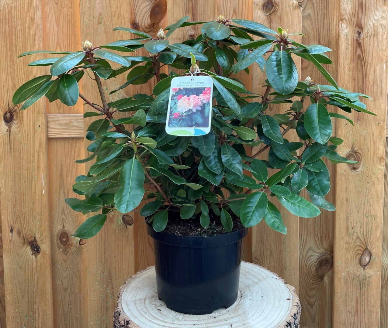 https://cdn.warentuin.nl/media/catalog/product/R/h/Rhododendron_Ehrengold_a8b1.jpg