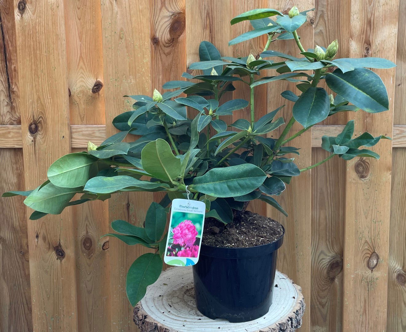 https://cdn.warentuin.nl/media/catalog/product/R/h/Rhododendron_Germania_11bc.jpg