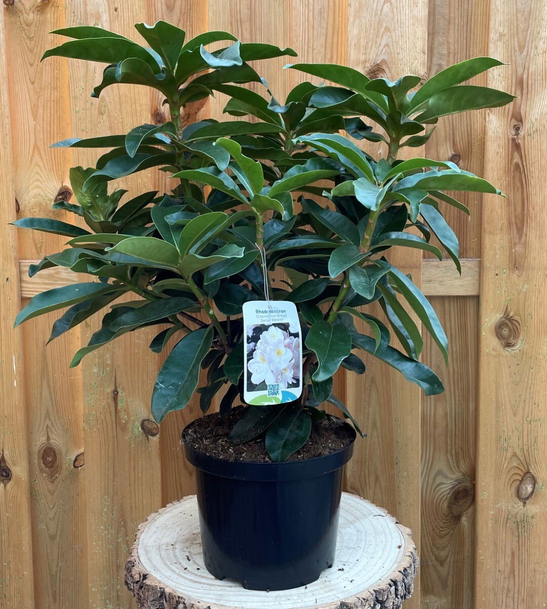 https://cdn.warentuin.nl/media/catalog/product/R/h/Rhododendron_Gomer_Waterer_99e4.jpg