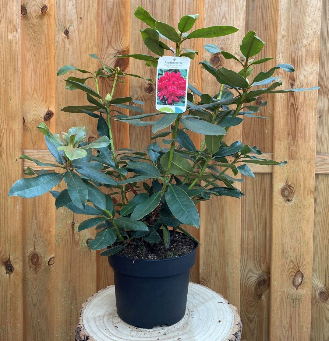 https://cdn.warentuin.nl/media/catalog/product/R/h/Rhododendron_Nove_Zembla_4c7c.jpg
