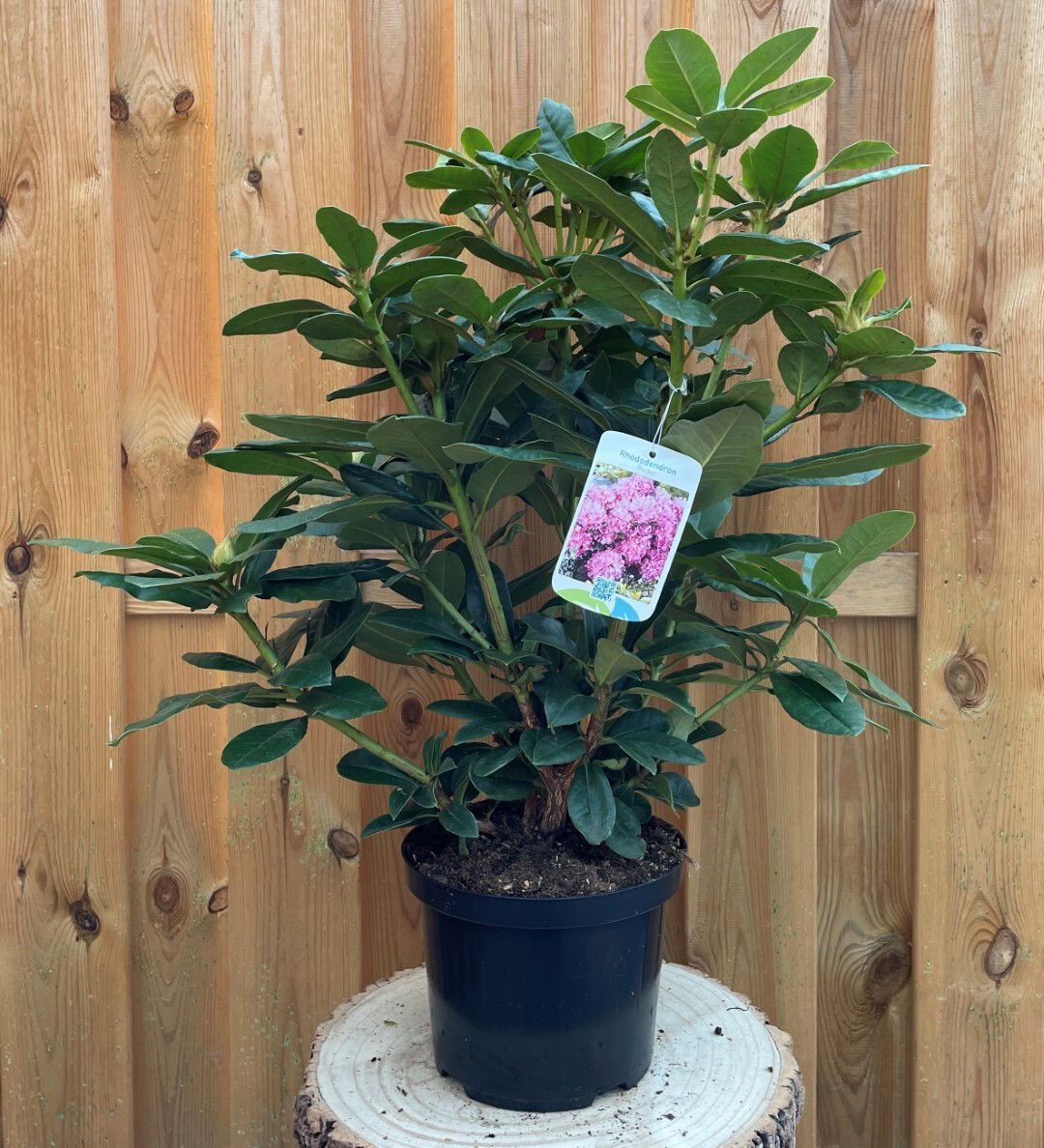 https://cdn.warentuin.nl/media/catalog/product/R/h/Rhododendron_Rocket_a436.jpg