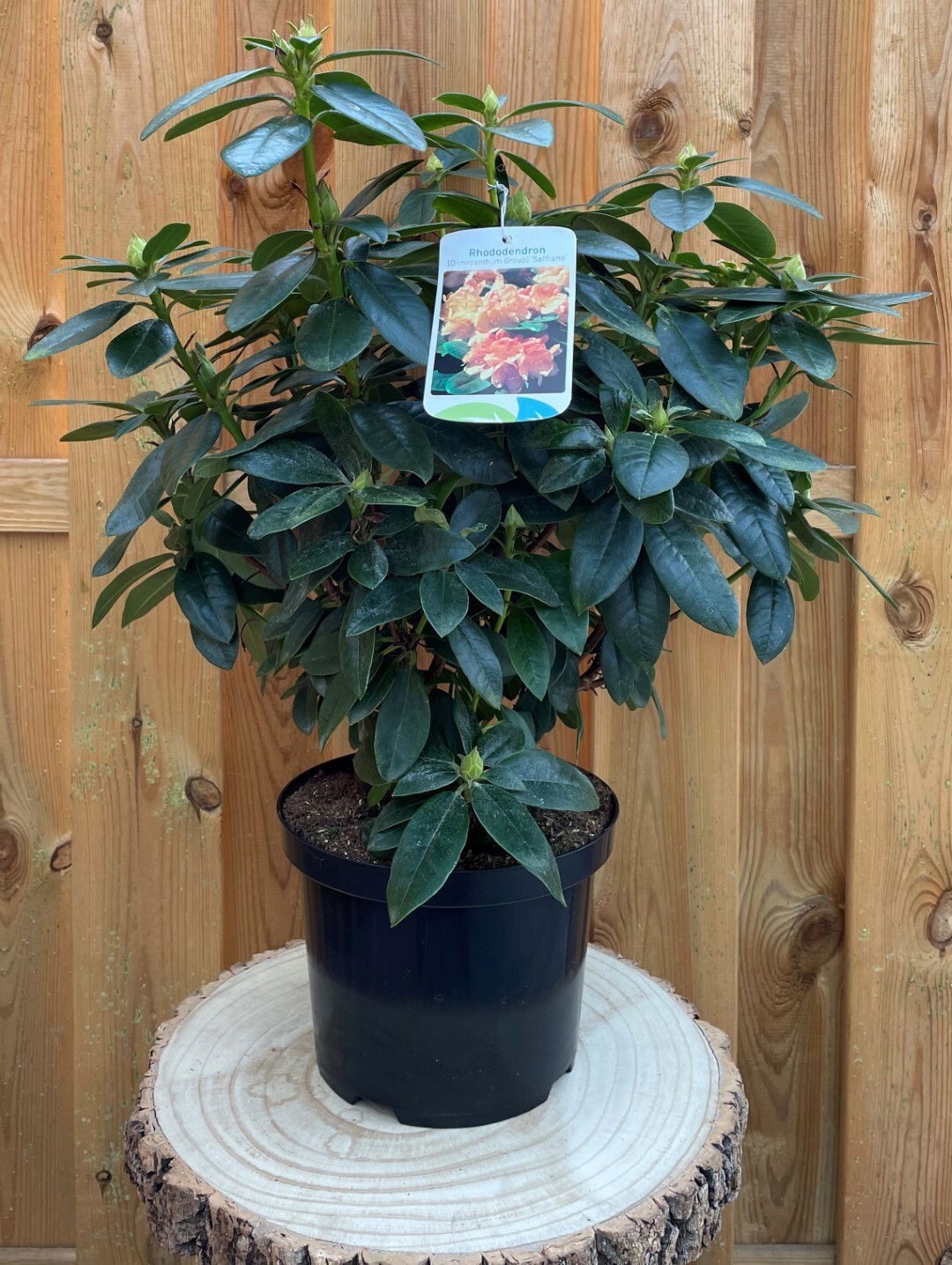 https://cdn.warentuin.nl/media/catalog/product/R/h/Rhododendron_Saffrano_401a.jpg