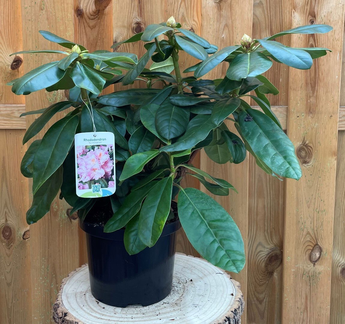 https://cdn.warentuin.nl/media/catalog/product/R/h/Rhododendron_Scintillation_f5a5.jpg