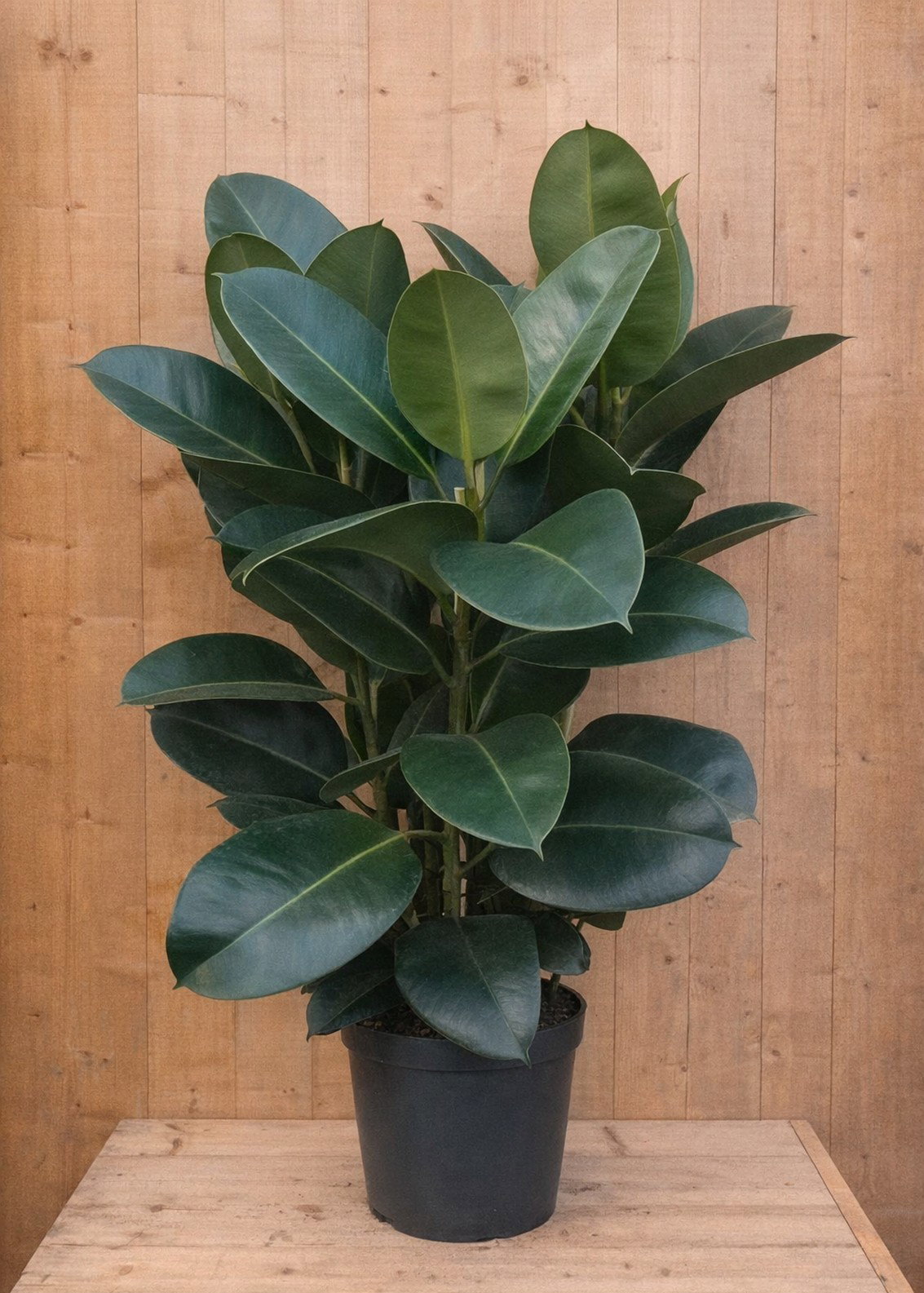 https://cdn.warentuin.nl/media/catalog/product/R/o/Robusta_3_stammen_LEVE8149900037823_288d.jpg