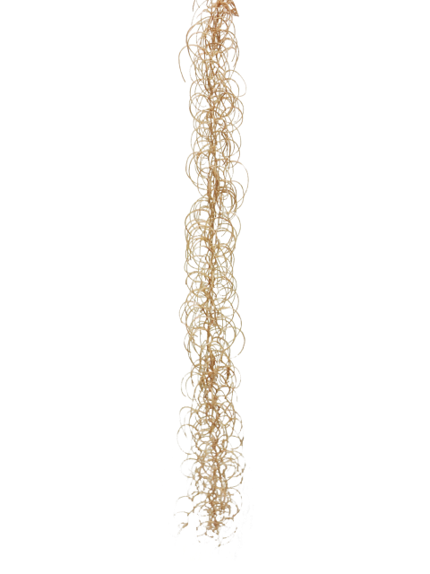 https://cdn.warentuin.nl/media/catalog/product/S/C/SCAN0705405417582_curly_garland_beige_103cm_s__1__9dc1.png