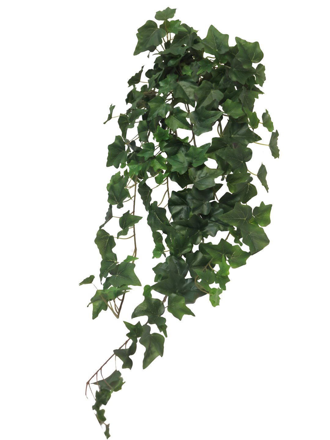 https://cdn.warentuin.nl/media/catalog/product/S/C/SCAN0705453100115_ivy_chicago_hanger_l_green_86_cm_203_lvs_k_f8bc.jpg