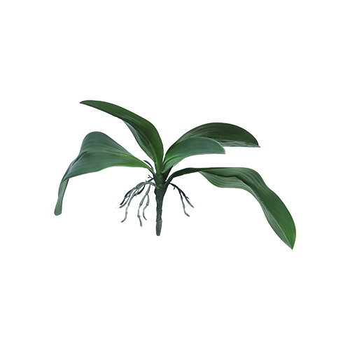 https://cdn.warentuin.nl/media/catalog/product/S/C/SCAN0705453101013_nova_nature_kunstplant_kunst_orchid_leaves_en_roots_lvs_green_f8da.jpg