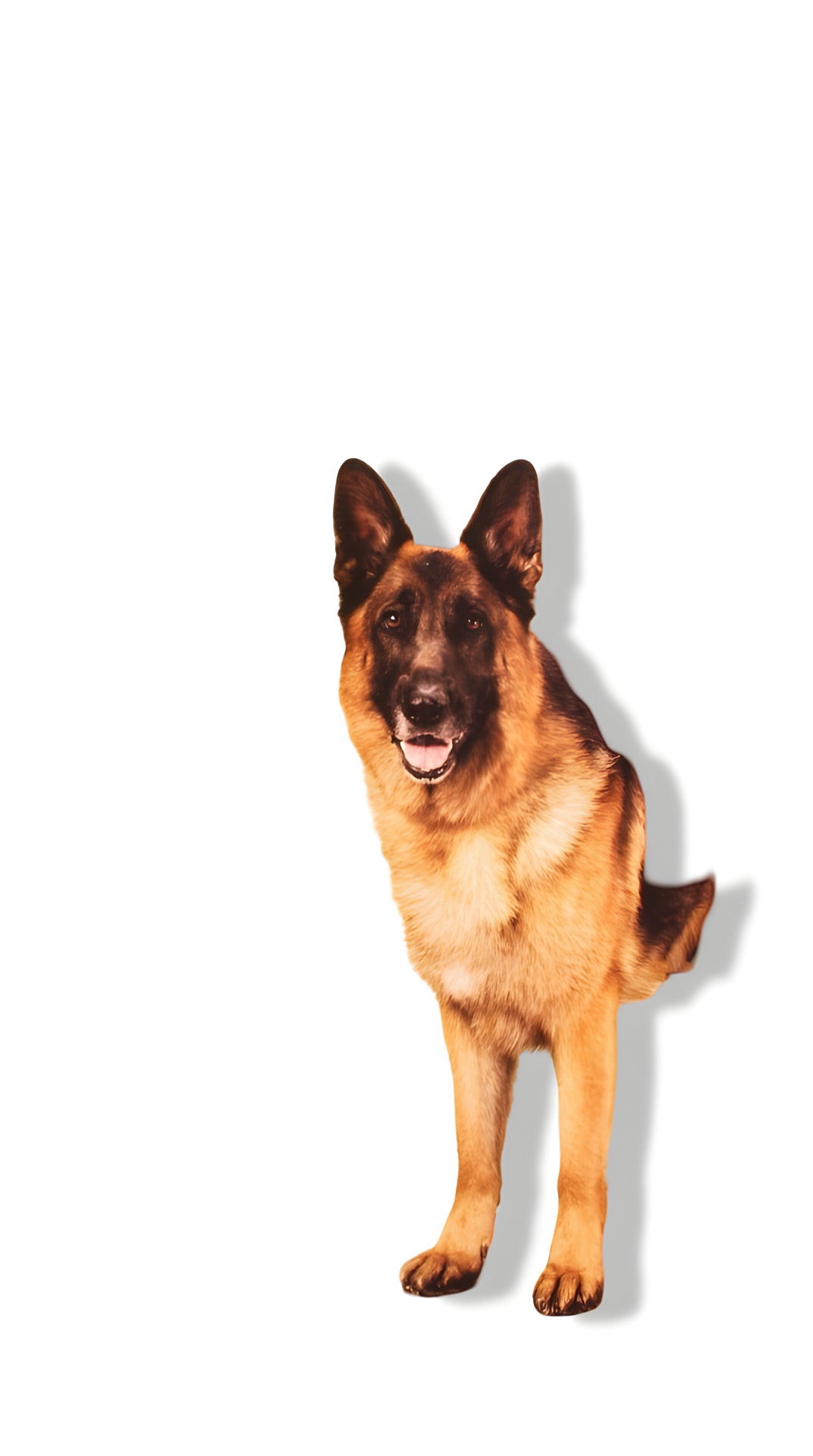 https://cdn.warentuin.nl/media/catalog/product/S/C/SCAN0729849110403_01_gebr_de_boon_petsafe_flap_met_magneet_660_xl_e99a.jpg