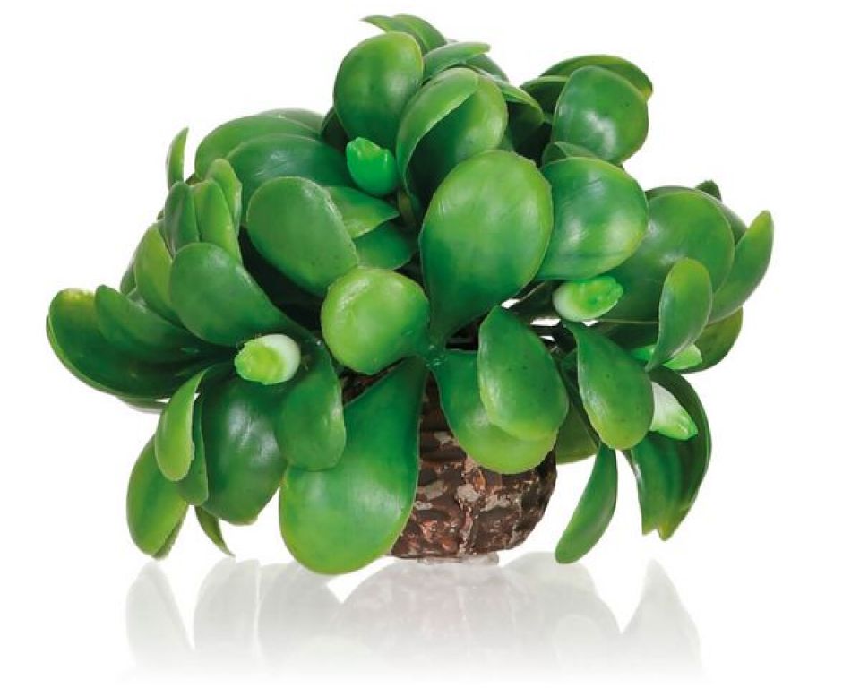 https://cdn.warentuin.nl/media/catalog/product/S/C/SCAN0822728550762_biorb_vijveraccesoire_biorb_maretak_bal_ddd1.jpg