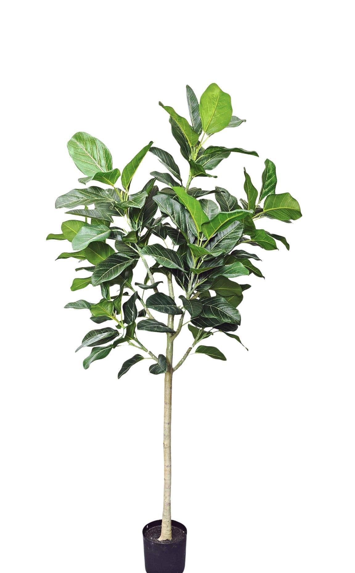https://cdn.warentuin.nl/media/catalog/product/S/C/SCAN2100050208192_peva_audrey_ficus_tree_210_cm_met_plastic__5200.jpg