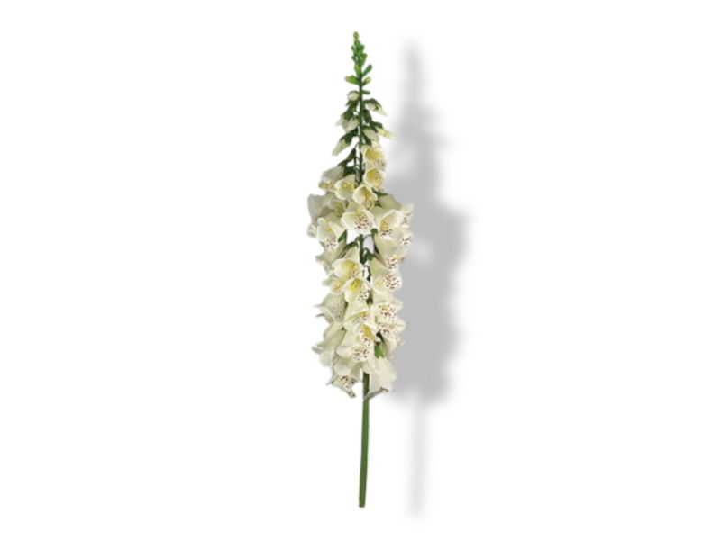 https://cdn.warentuin.nl/media/catalog/product/S/C/SCAN2500000173813_01_buitengewoon_de_boet_vingerhoedskruid_127_cm_c3ba.jpg