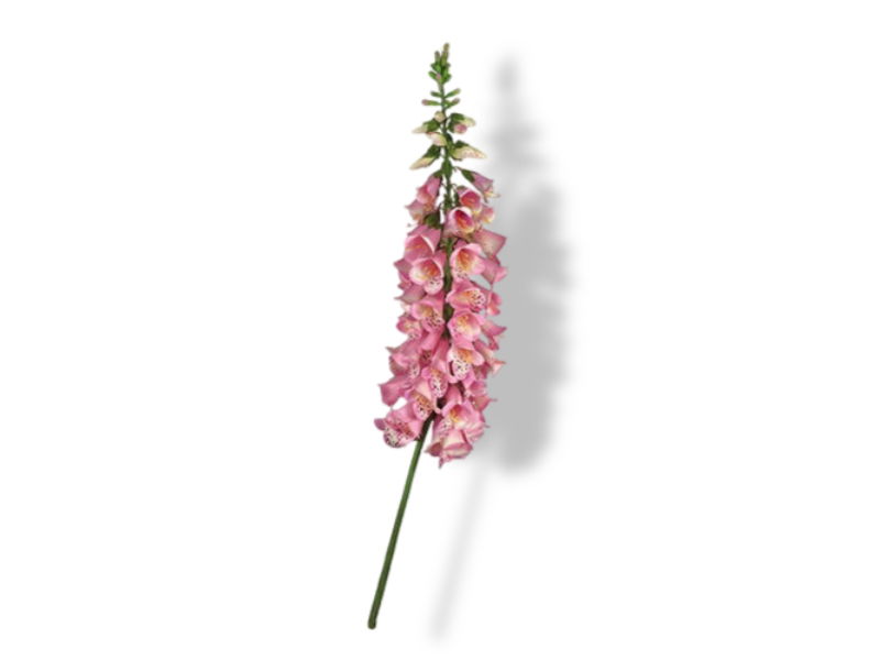 https://cdn.warentuin.nl/media/catalog/product/S/C/SCAN2500000173820_01_buitengewoon_de_boet_vingerhoedskruid_127_cm_1828.jpg