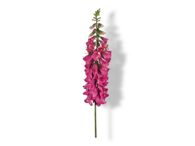 https://cdn.warentuin.nl/media/catalog/product/S/C/SCAN2500000173837_01_buitengewoon_de_boet_vingerhoedskruid_127_cm_627b.jpg