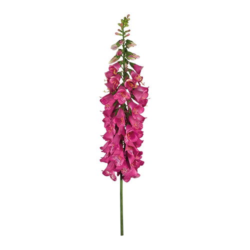 https://cdn.warentuin.nl/media/catalog/product/S/C/SCAN2500000173837_buitengewoon_boet_kunstplant_vingerhoedskruid_127_cm_fuchsia__61e2.jpg