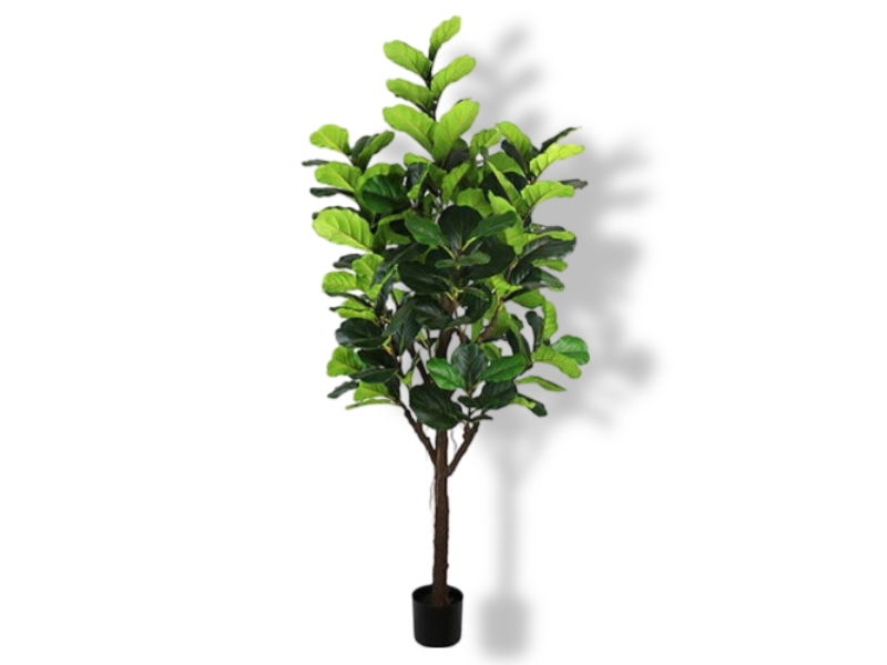 https://cdn.warentuin.nl/media/catalog/product/S/C/SCAN2500000200892_01_buitengewoon_de_boet_ficus_lyrata_210_cm_kun_3835.jpg