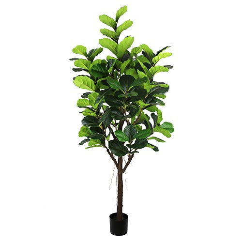 https://cdn.warentuin.nl/media/catalog/product/S/C/SCAN2500000200892_buitengewoon_boet_groene_kunstplant_ficus_lyrata_210_cm_kunst_f500.jpg