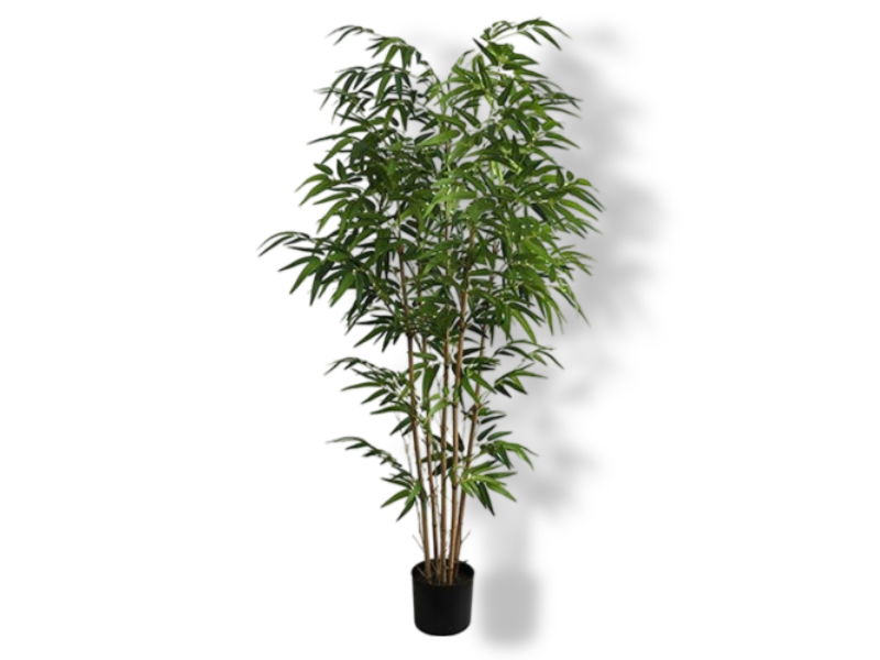 https://cdn.warentuin.nl/media/catalog/product/S/C/SCAN2500000200953_01_buitengewoon_de_boet_bamboe_plant_150_cm_kun_f60a.jpg