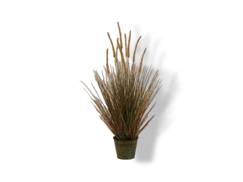 https://cdn.warentuin.nl/media/catalog/product/S/C/SCAN2500000228469_01_buitengewoon_de_boet_stekelkamgras_in_pot_90_7116.jpg