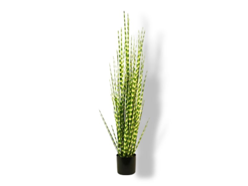 https://cdn.warentuin.nl/media/catalog/product/S/C/SCAN2500000228537_01_buitengewoon_de_boet_zebra_gras_in_pot_150_c_221e.jpg