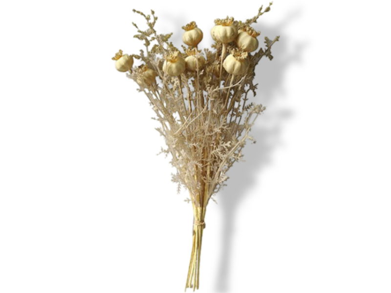 https://cdn.warentuin.nl/media/catalog/product/S/C/SCAN2500000229688_01_buitengewoon_de_boet_poppy_seed_capsule_36cm_500c.jpg