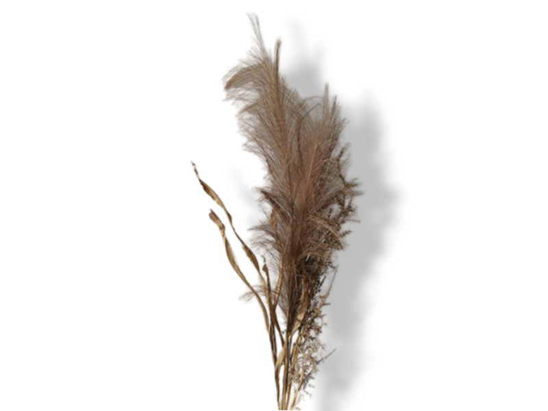 https://cdn.warentuin.nl/media/catalog/product/S/C/SCAN2500000229909_01_buitengewoon_de_boet_pampas_gras_bosje_met_b_115e.jpg
